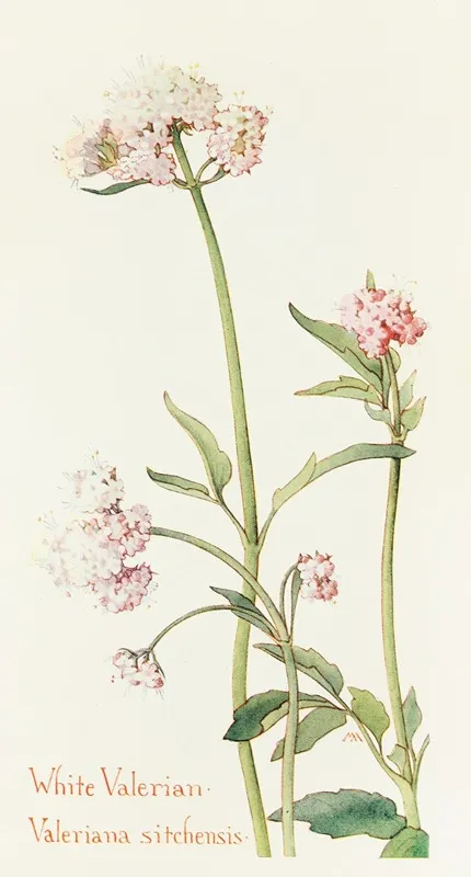 Wild Valerian Wall Art by Margaret Armstrong - High-Resolution Digital Print