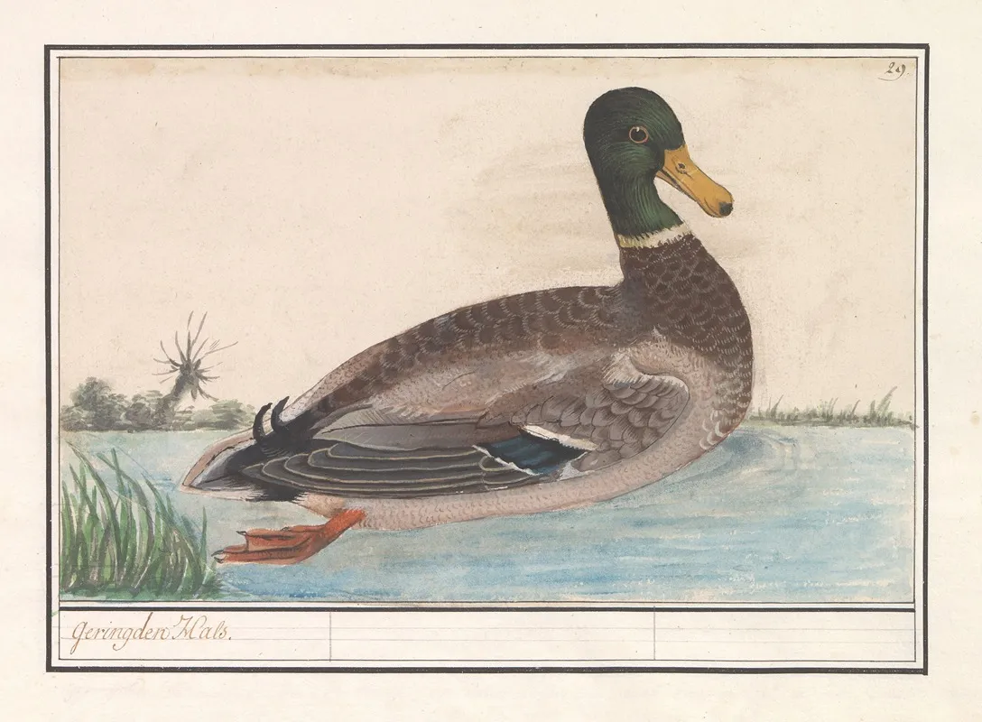 Wilde Eend Anas Platyrhynchos Wall Art by Anselmus Boëtius de Boodt - High-Resolution Digital Print