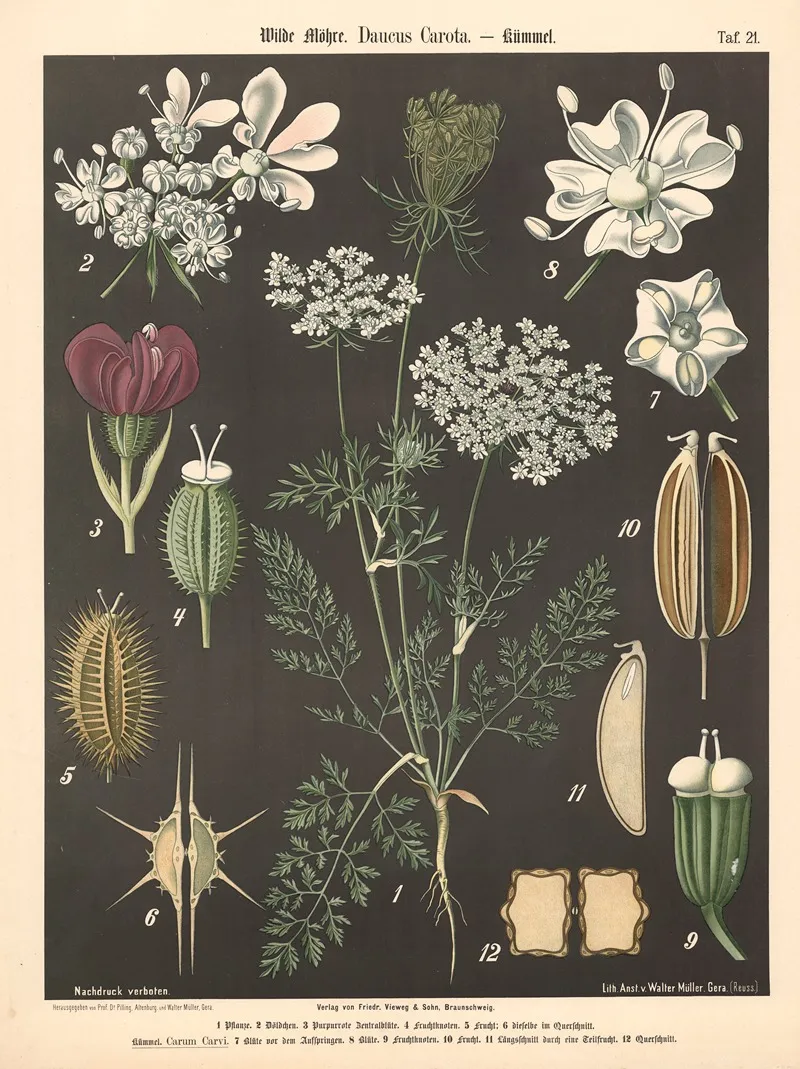 Wilde Mohre Daucus Carota