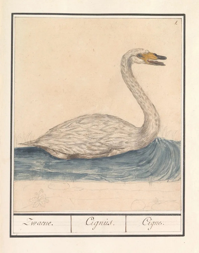 Wilde Zwaan Cygnus Cygnus Zwaene Cignus Cigne Wall Art by Anselmus Boëtius de Boodt - High-Resolution Digital Print