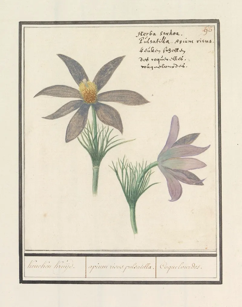 Wildemanskruid Pulsatilla Vulgaris Keucken Kruijd Apium Risus Pulsatilla Coquelourdes Wall Art by Anselmus Boëtius de Boodt - High-Resolution Digital Print