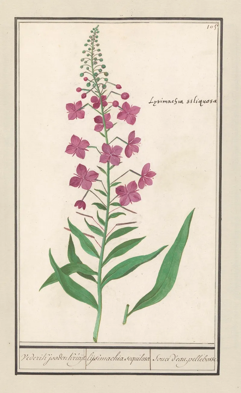 Wilgenroosje Chamerion Angustifolium Vederik Jooden Kruijt Lijsimachia Sequilosa Souci Deau Pellebosse Wall Art by Anselmus Boëtius de Boodt - High-Resolution Digital Print