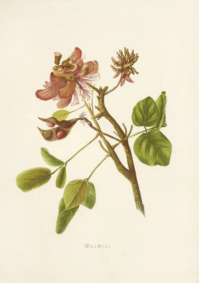 Wiliwili Wall Art by Isabella McHutcheson Sinclair - High-Resolution Digital Print