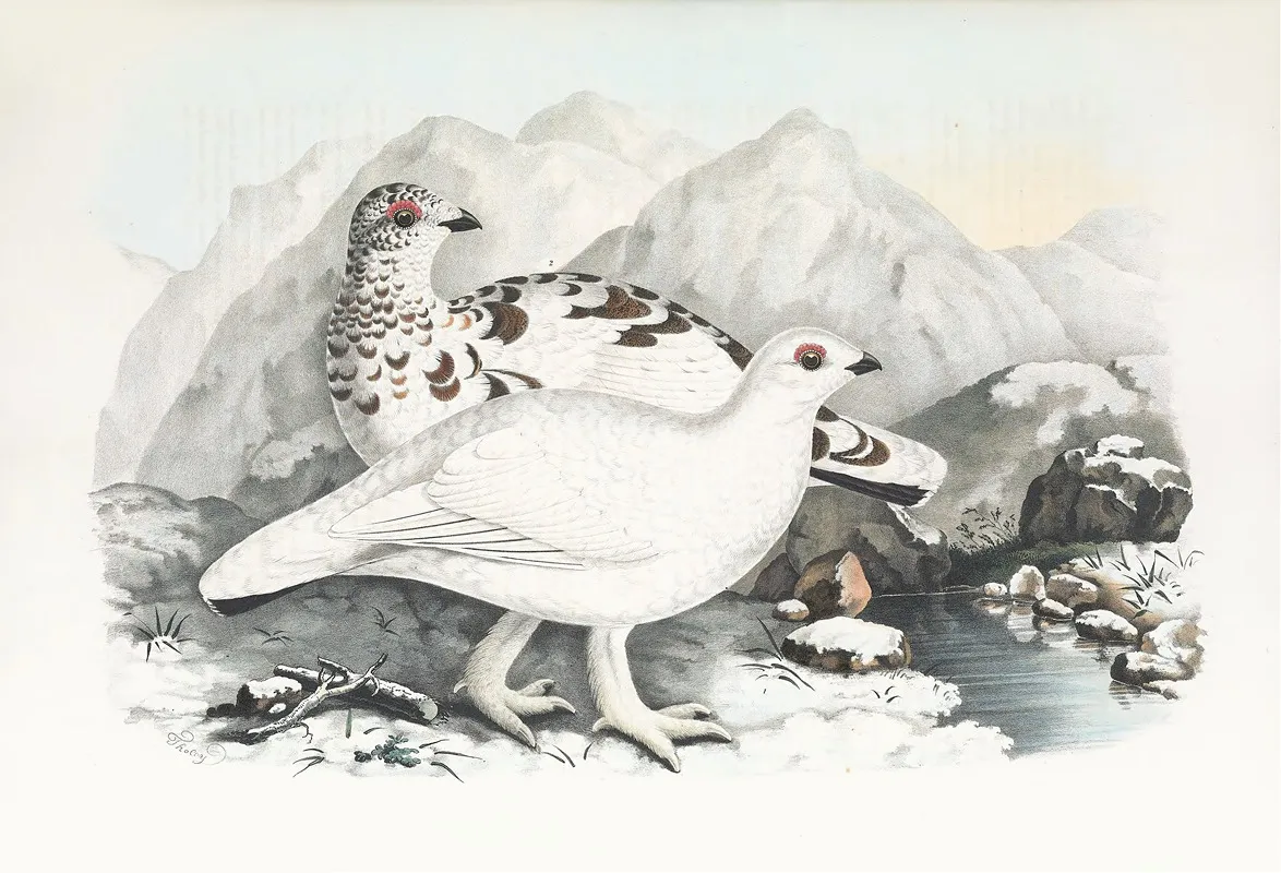 Willow Grouse Wall Art by Daniel Giraud Elliot - High-Resolution Digital Print