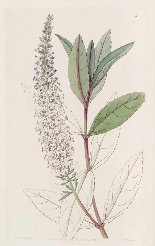 Willow Leaved Speedwell Wall Art by Sydenham Edwards - High-Resolution Digital Print