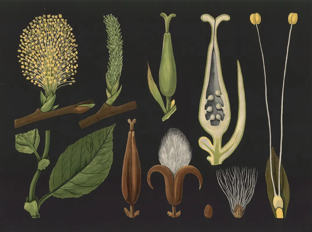 Willow Salix Caprea Wall Art by Gottlieb von Koch - High-Resolution Digital Print