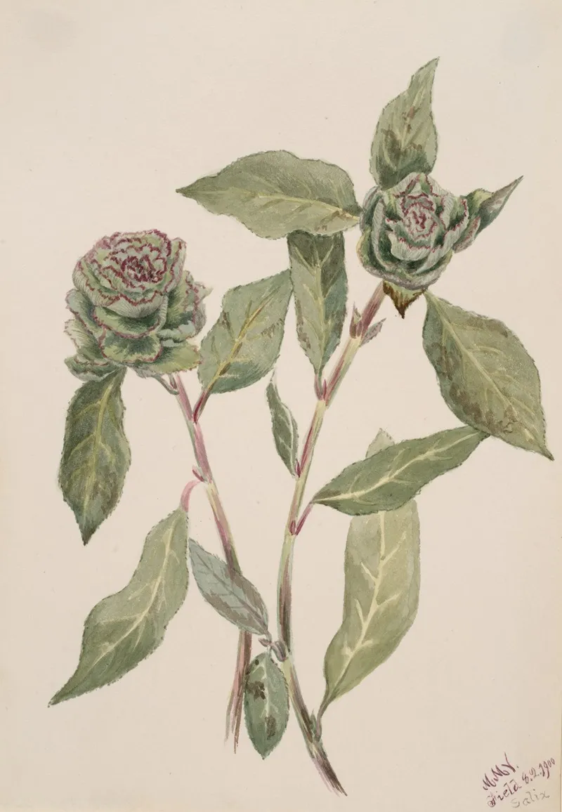 Willow Salix