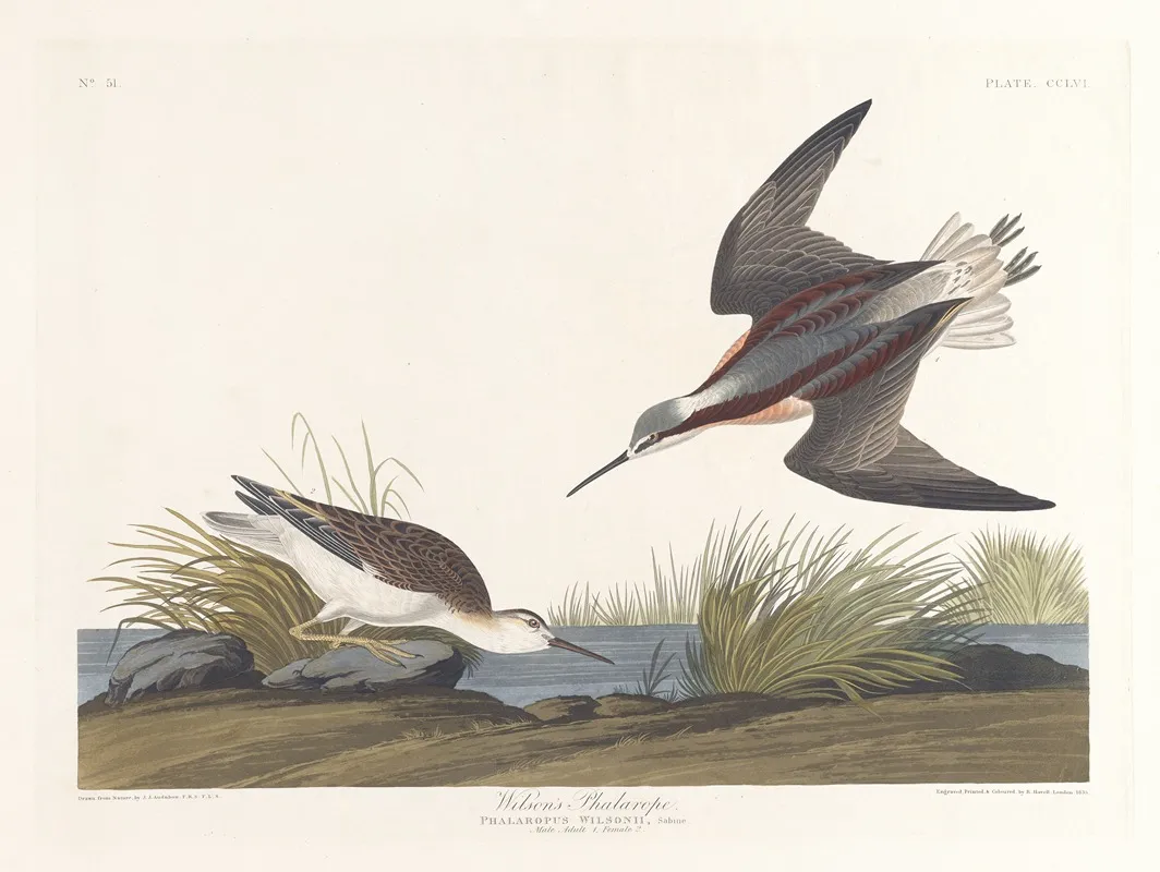 Wilsons Phalarope 2 Wall Art by John James Audubon - High-Resolution Digital Print