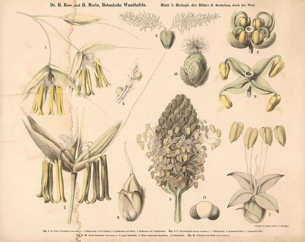 Wind Pollination Wall Art by H. Morin - High-Resolution Digital Print