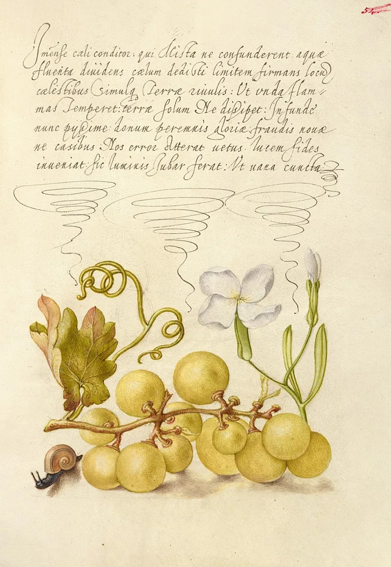 Wine Grape Gillyflower And Land Snail