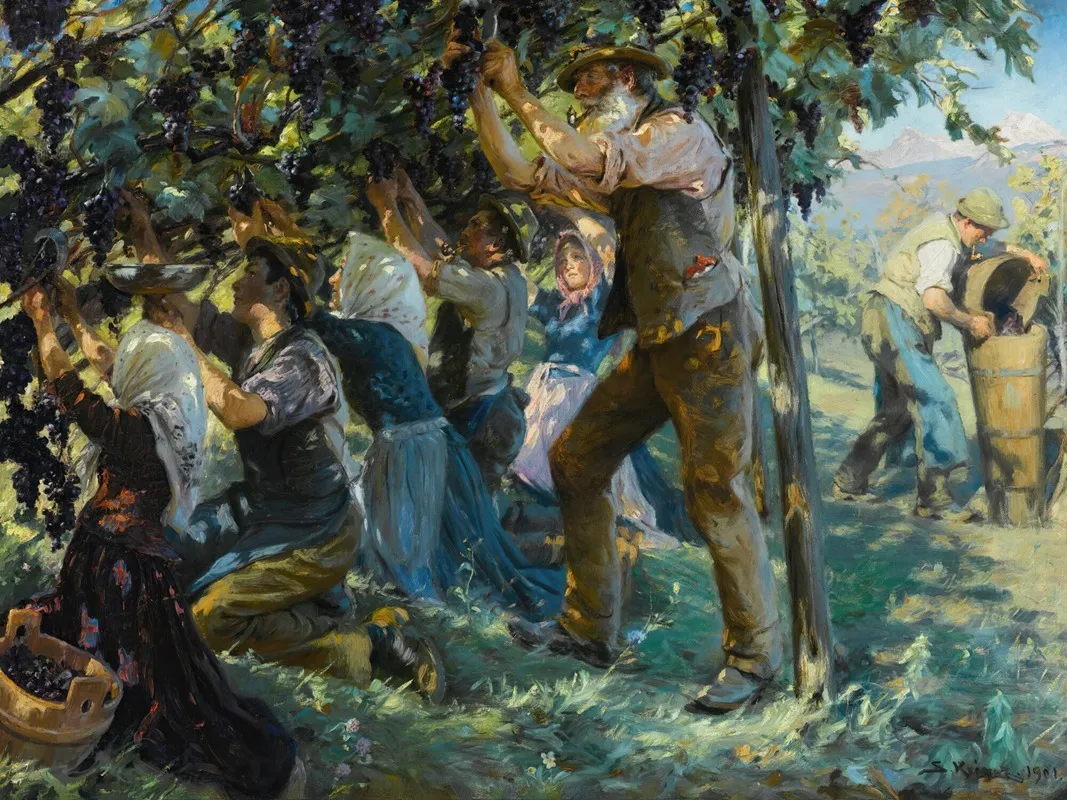 Wine Harvest In The Tyrol