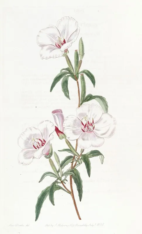 Wine Stained Godetia Wall Art by Sydenham Edwards - High-Resolution Digital Print