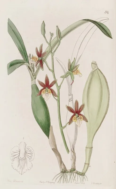 Wing Fruited Epidendrum Wall Art by Sydenham Edwards - High-Resolution Digital Print