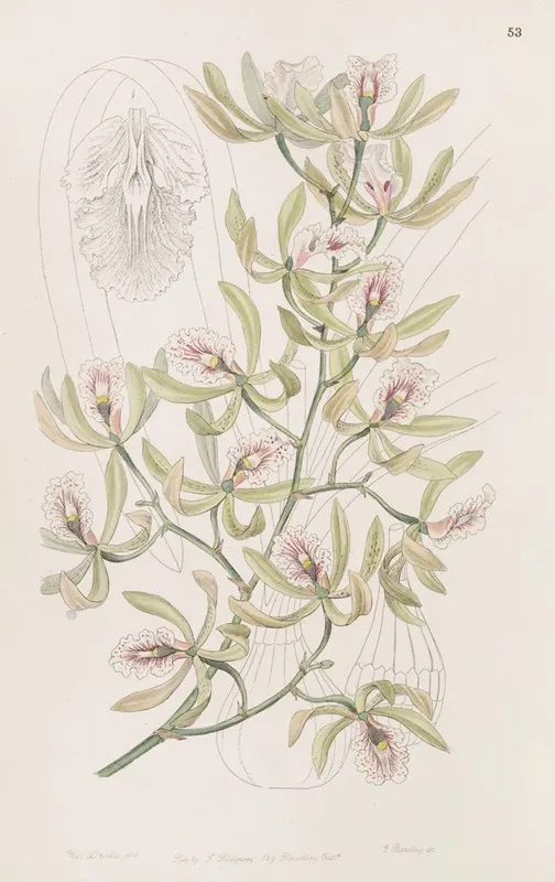 Winged Epidendrum Wall Art by Sydenham Edwards - High-Resolution Digital Print