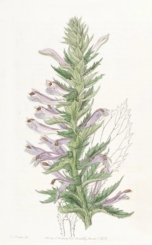 Winged Stemmed Lobelia Wall Art by Sydenham Edwards - High-Resolution Digital Print