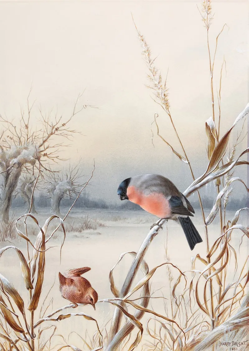 Winter A Cock Bullfinch And Wren Wall Art by Harry Bright - High-Resolution Digital Print