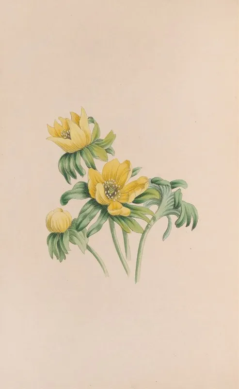 Winter Aconite Wall Art by John Stevens Henslow - High-Resolution Digital Print