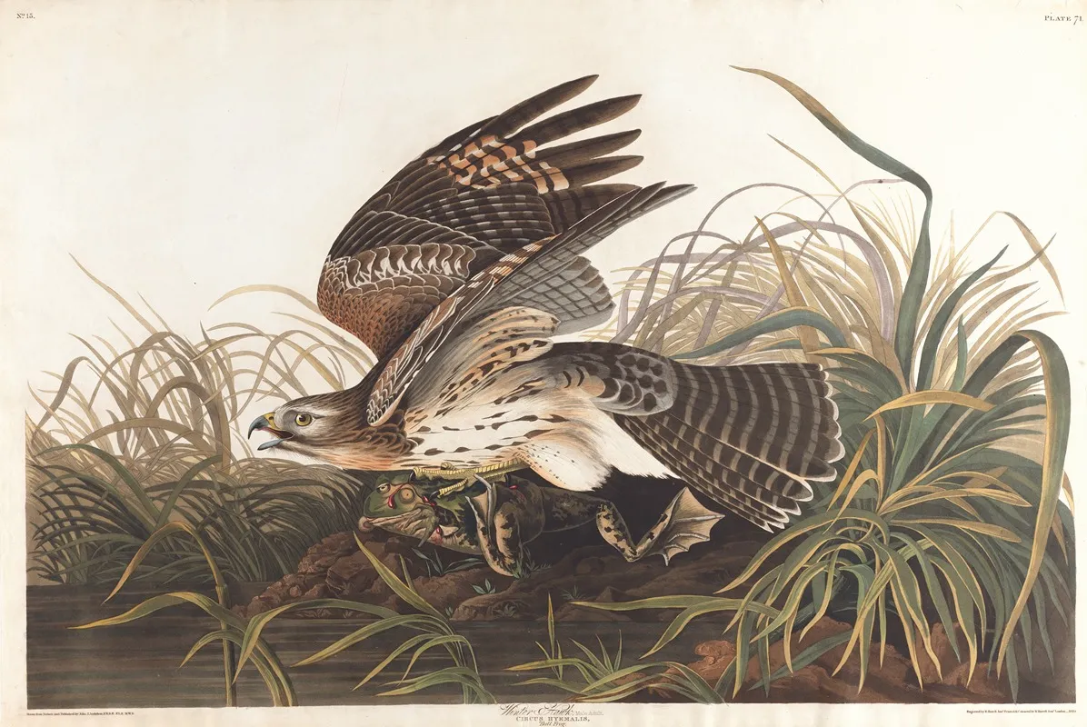 Winter Hawk Wall Art by John James Audubon - High-Resolution Digital Print