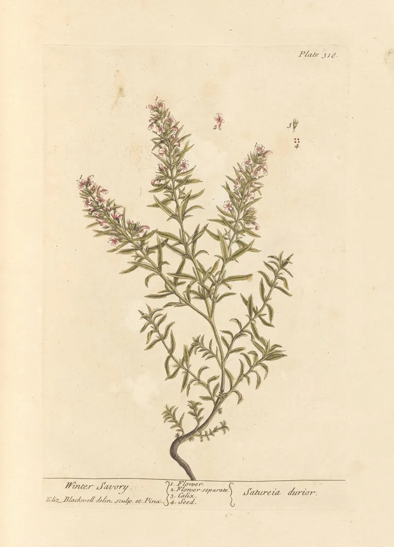 Winter Savory Wall Art by Elizabeth Blackwell - High-Resolution Digital Print