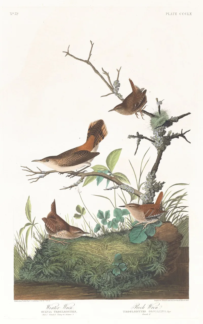 Winter Wren 2 Wall Art by John James Audubon - High-Resolution Digital Print