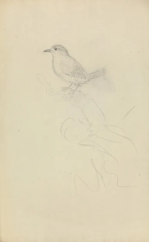 Winter Wren