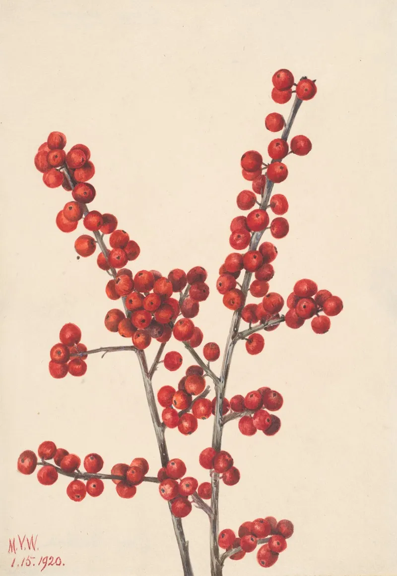 Winterberry Ilex Verticillata 2