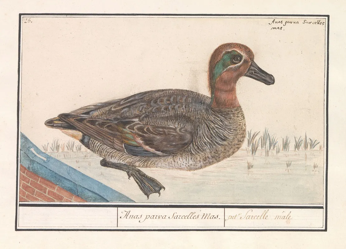 Wintertaling Anas Crecca 2 Wall Art by Anselmus Boëtius de Boodt - High-Resolution Digital Print