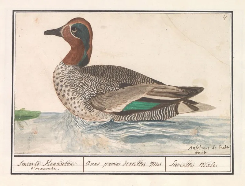 Wintertaling Anas Crecca Wall Art by Anselmus Boëtius de Boodt - High-Resolution Digital Print