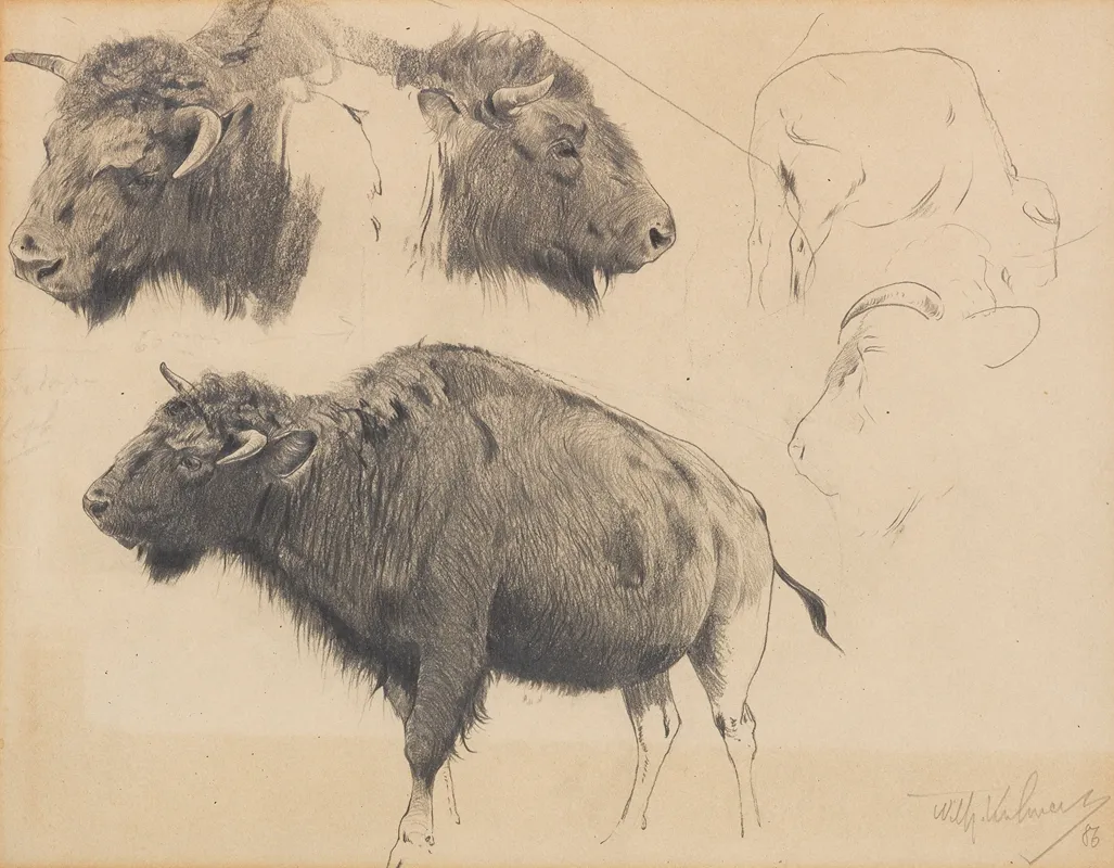 Wisent Und Wisentkopf Studien Wall Art by Wilhelm Kuhnert - High-Resolution Digital Print