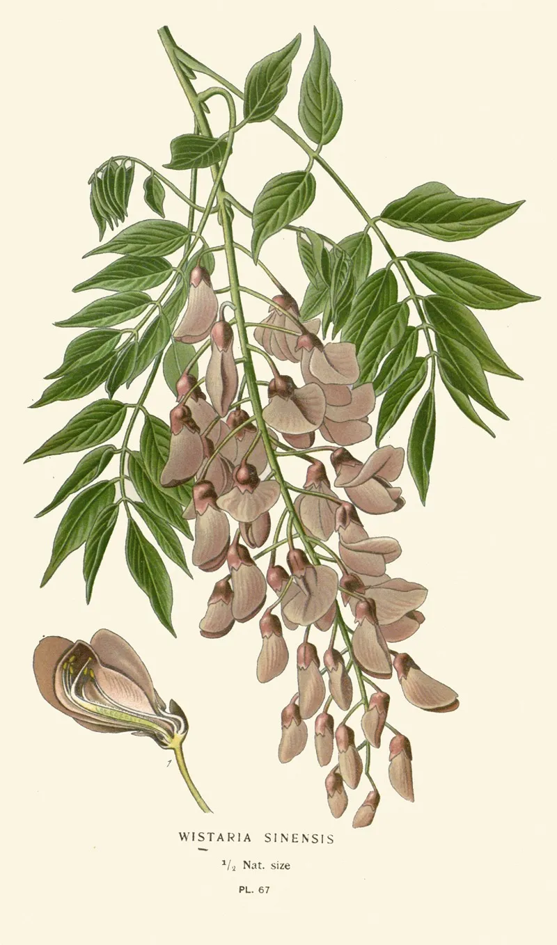 Wistaria Sinensis Wall Art by Edward Step - High-Resolution Digital Print