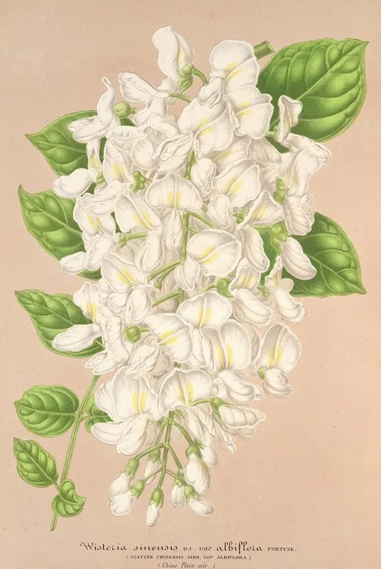 Wisteria Sinensis Dc Var Albiflora Wall Art by Charles Antoine Lemaire - High-Resolution Digital Print