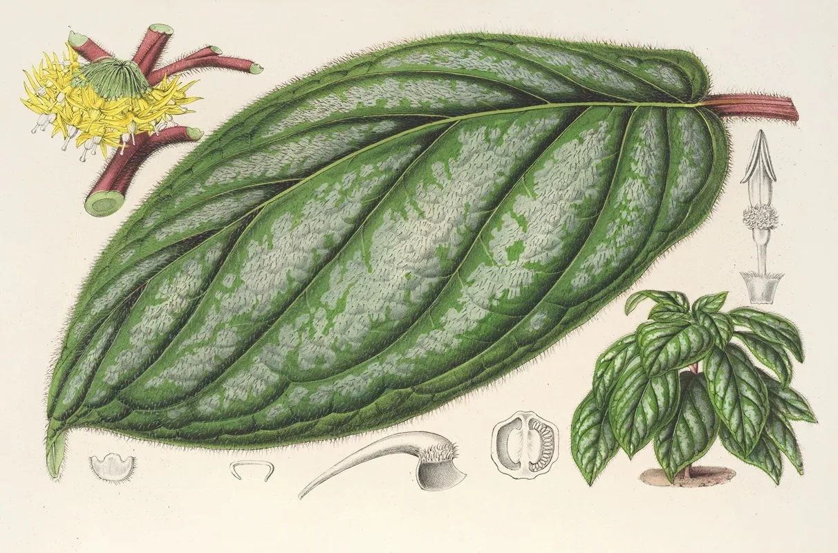 Witheringia Pogonandra Wall Art by Charles Antoine Lemaire - High-Resolution Digital Print