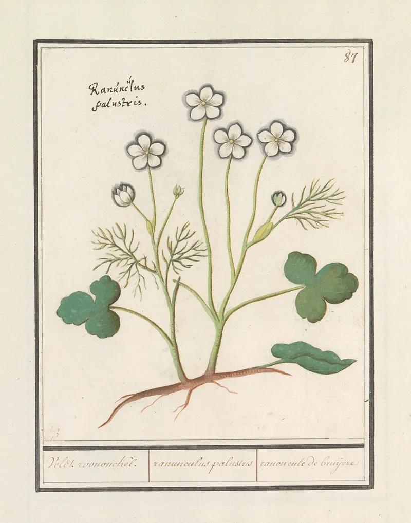 Witte Boterbloem Ranunculus Aconitifolius Veldt Roononckel Ranunculus Palustris Ranoncule De Bruijere Wall Art by Anselmus Boëtius de Boodt - High-Resolution Digital Print