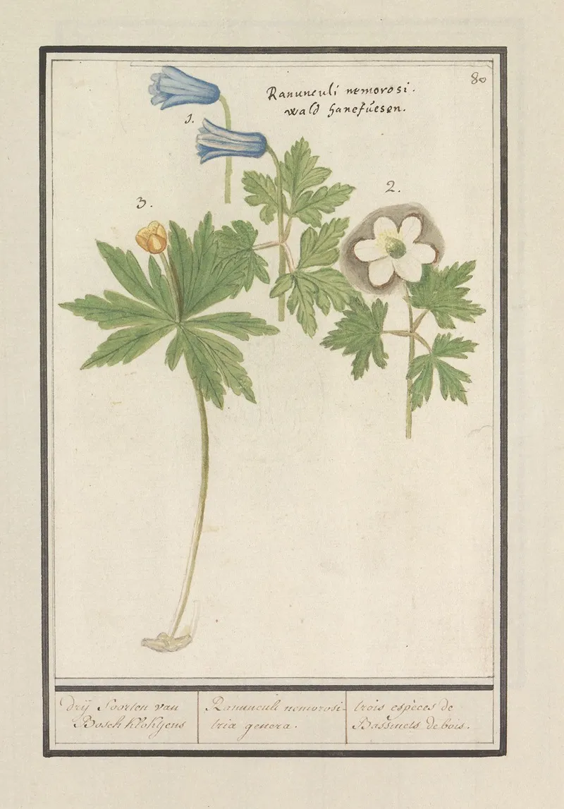 Witte En Blauwe Bosanemoon Anemone Nemorosa Drij Soorten Van Bosch Klokjens Ranunculi Nemorosi Tria Genera Wall Art by Anselmus Boëtius de Boodt - High-Resolution Digital Print