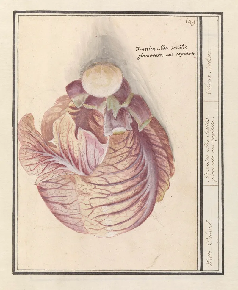 Witte Kool Brassica Oleracea Witte Cauwel Brassica Alba Sessilis Glomerata Aut Capitata Choux Blanc Wall Art by Anselmus Boëtius de Boodt - High-Resolution Digital Print