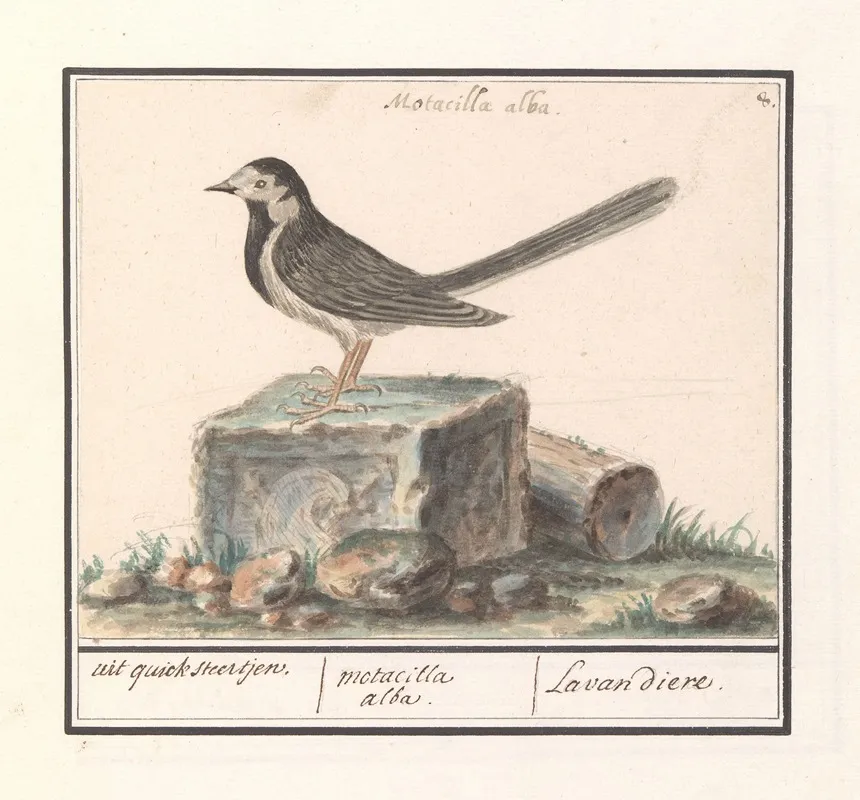 Witte Kwikstaart Motacilla Alba Wall Art by Anselmus Boëtius de Boodt - High-Resolution Digital Print