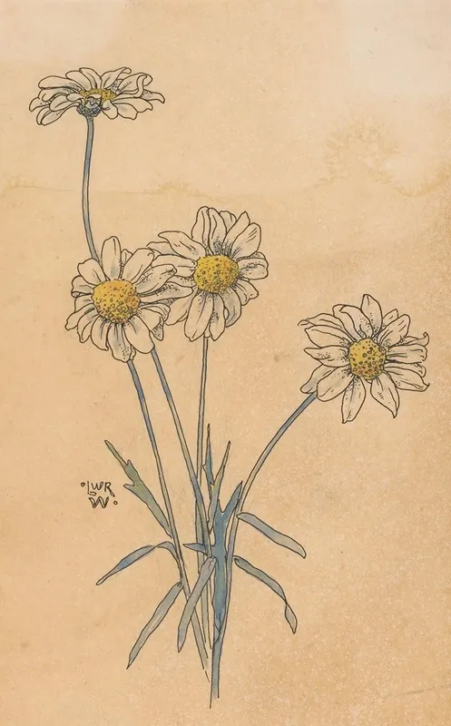 Witte Margrieten