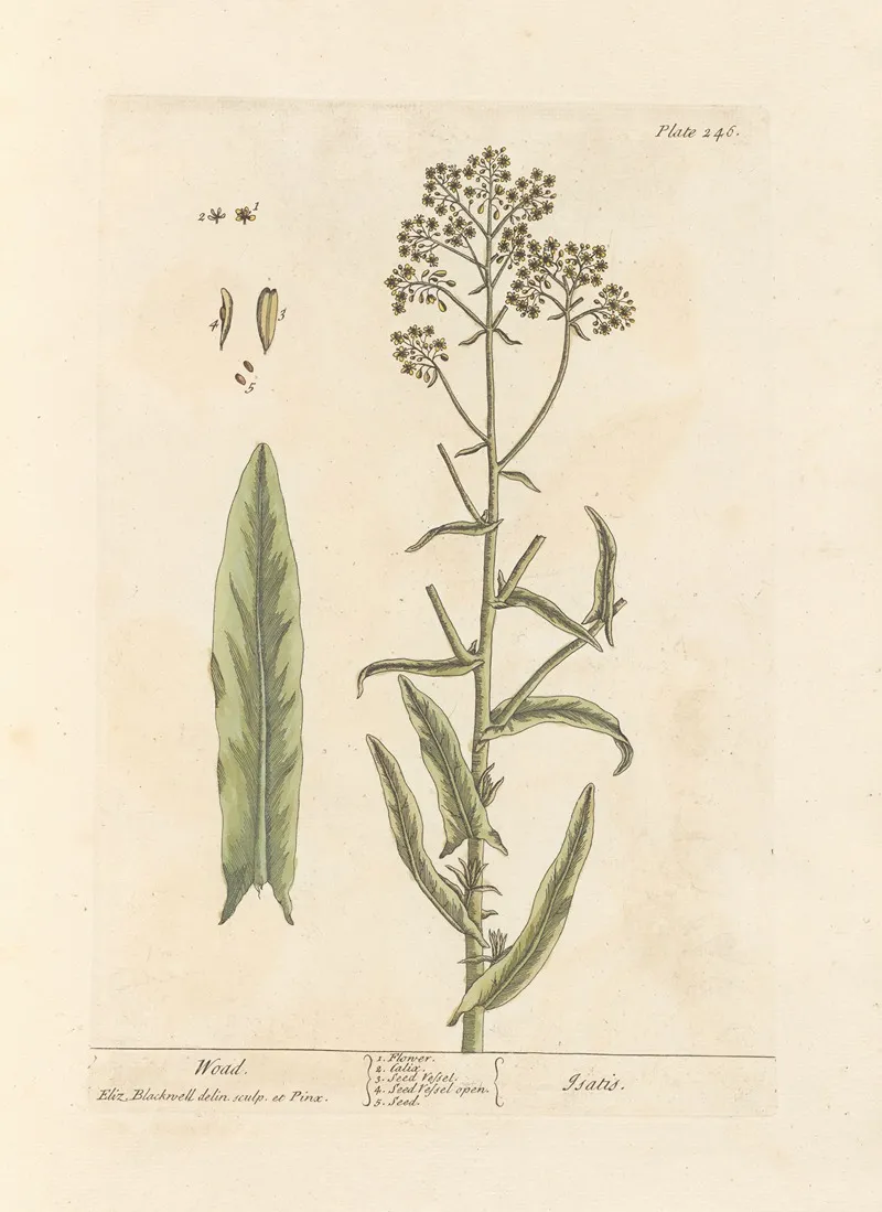 Woad Wall Art by Elizabeth Blackwell - High-Resolution Digital Print