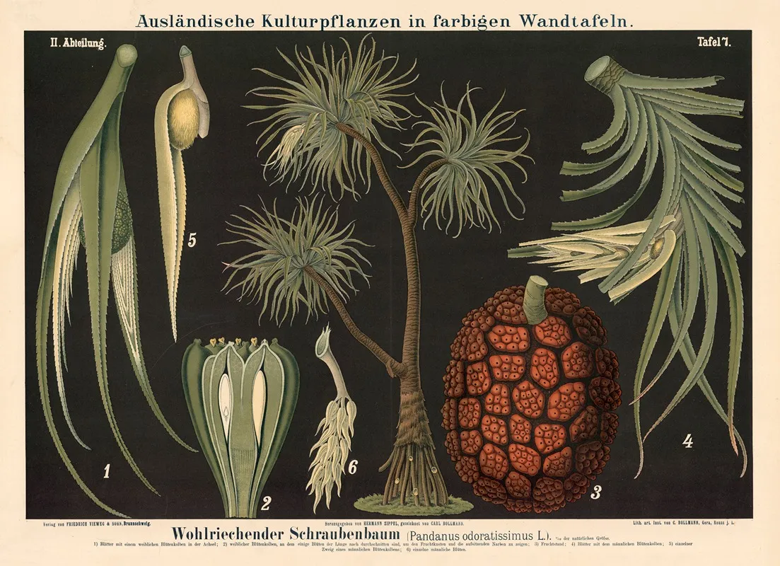 Wohlriechender Schraubenbaum Pandanus Odoratissimus L Wall Art by Carl Bollmann - High-Resolution Digital Print