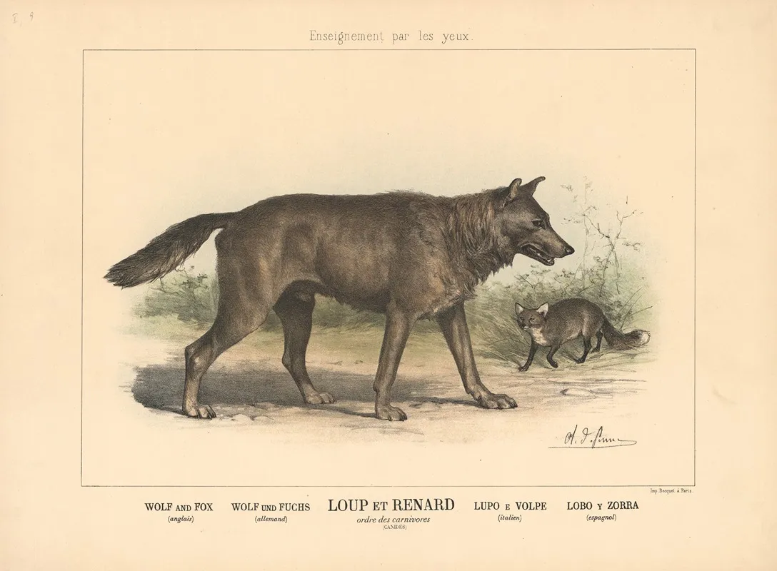 Wolf And Fox