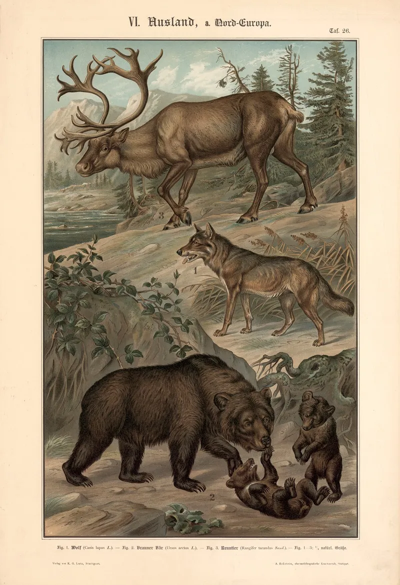 Wolf Brown Bear And Reindeer