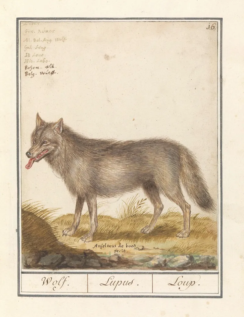Wolf Canis Lupus Wolf Lupus Loup Wall Art by Anselmus Boëtius de Boodt - High-Resolution Digital Print