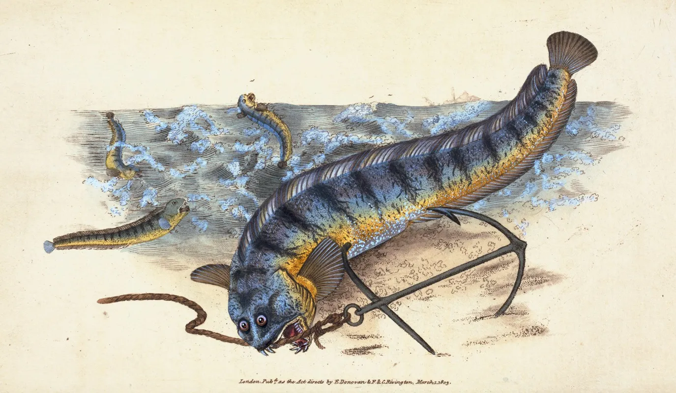 Wolf Fish Anarhichas Lupus Wall Art by Edward Donovan - High-Resolution Digital Print