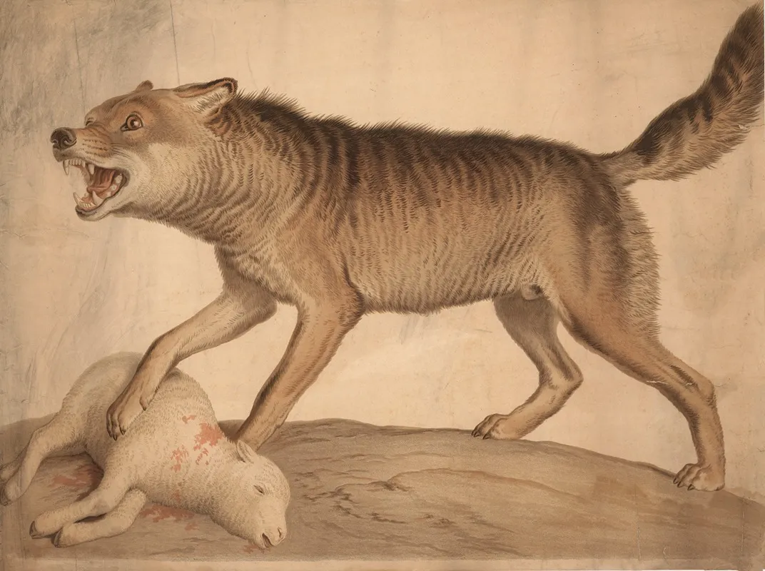 Wolf With A Dead Lamb Wall Art by H. Springer - High-Resolution Digital Print