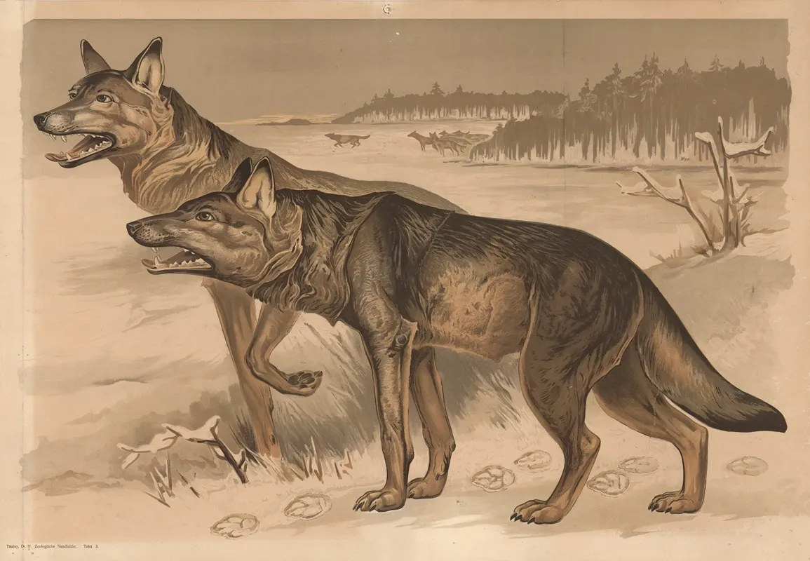 Wolf Wall Art by Alfred Fiedler - High-Resolution Digital Print