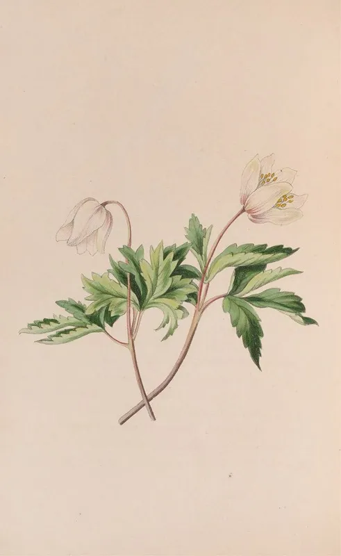 Wood Anemone Wall Art by John Stevens Henslow - High-Resolution Digital Print