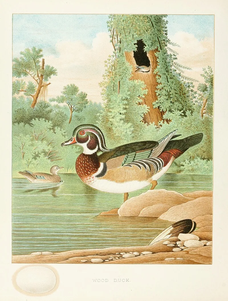 Wood Duck Wall Art by Edwin L. Sheppard - High-Resolution Digital Print