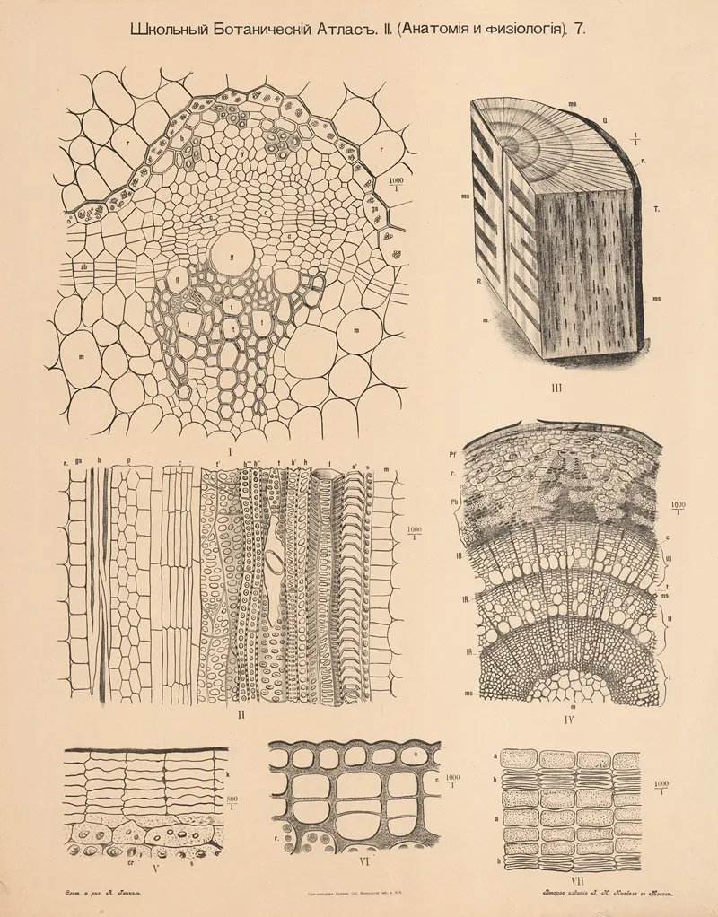 Wood From Trees Annual Rings Wall Art by Alexander-Paul Henckel - High-Resolution Digital Print