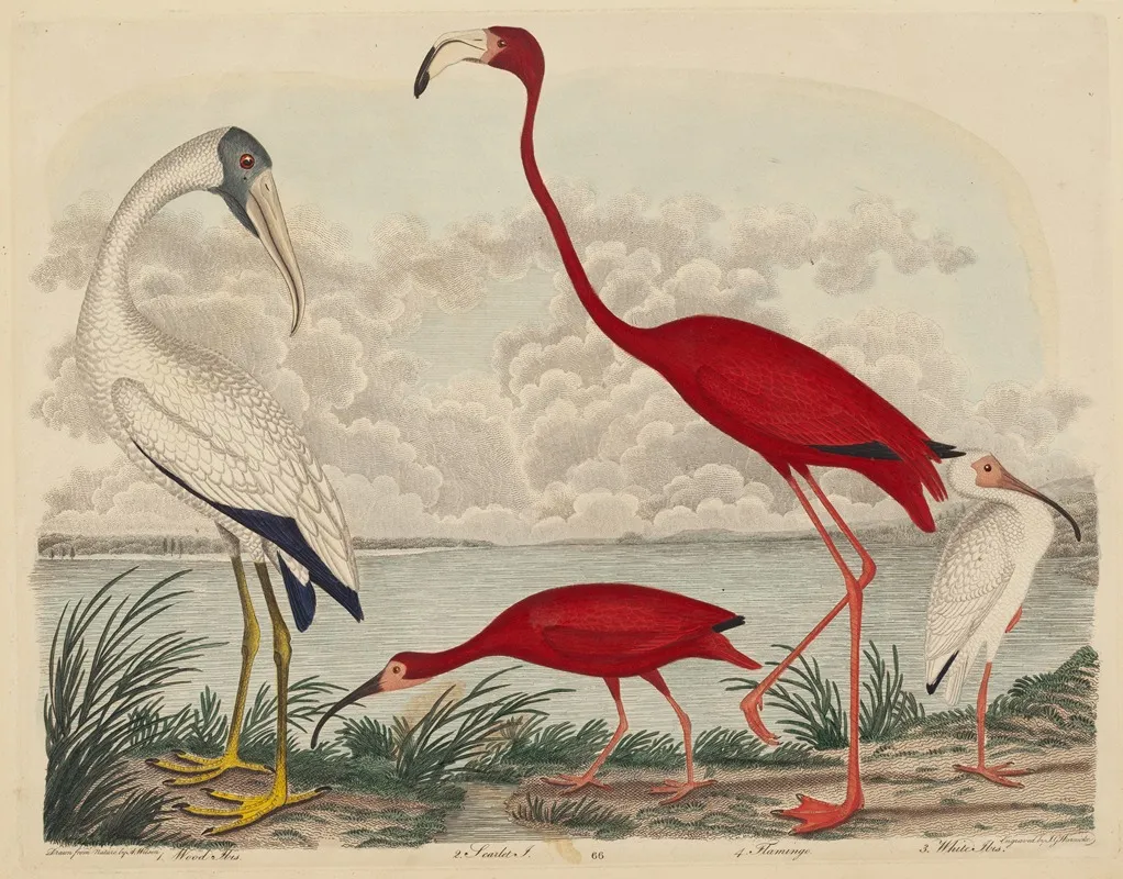 Wood Ibis Scarlet Ibis Flamingo And White Ibis Wall Art by John G. Warnicke - High-Resolution Digital Print