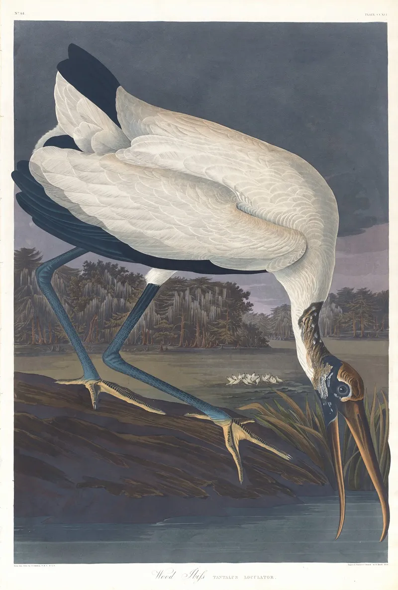 Wood Ibis Wall Art by John James Audubon - High-Resolution Digital Print